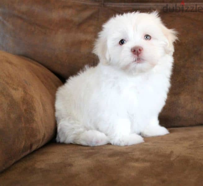 Havanese Puppies 4