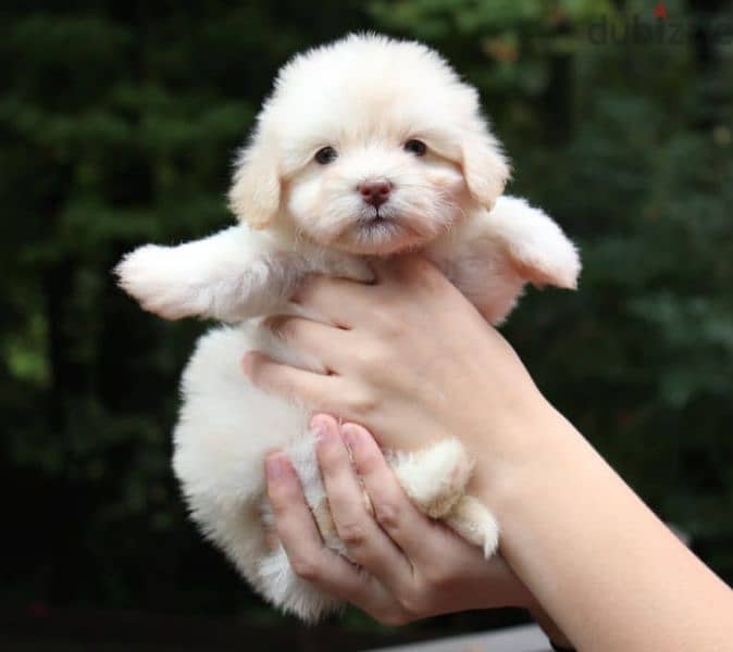 Havanese Puppies 5