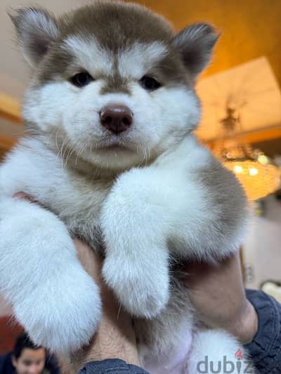 husky