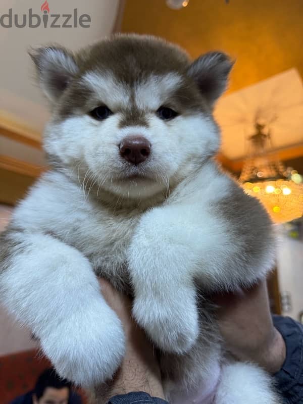 husky 1