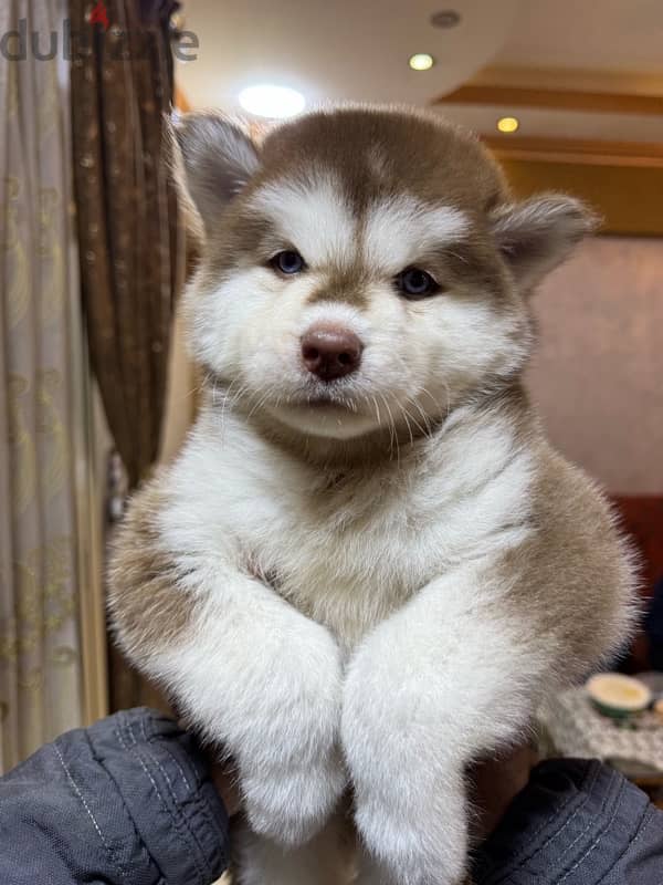 husky 2