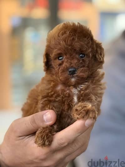 Red Toy Poodle Dog For Sale