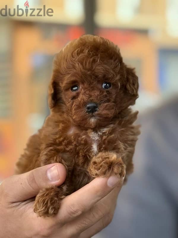 Red Toy Poodle Dog For Sale 1