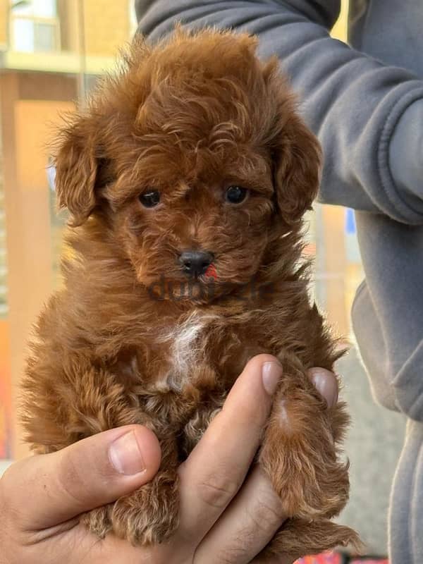 Red Toy Poodle Dog For Sale 2