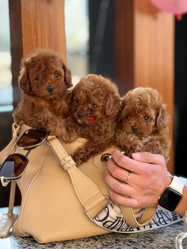 Red Toy Poodle Dog For Sale 3