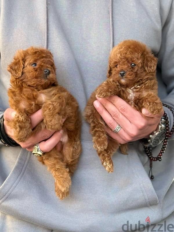 Red Toy Poodle Dog For Sale 4