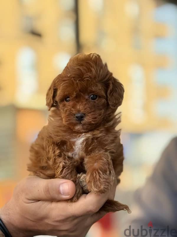 Red Toy Poodle Dog For Sale 5