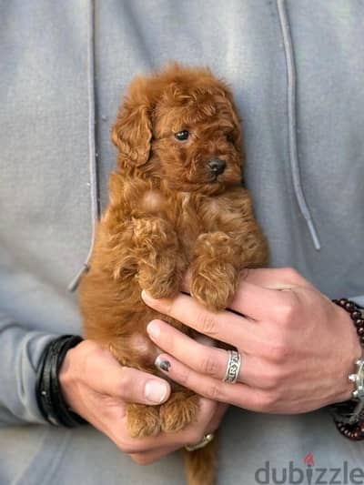 Toy Poodle Dog Male For Sale