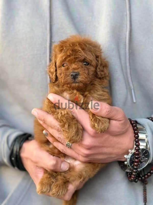 Toy Poodle Dog Male For Sale 1