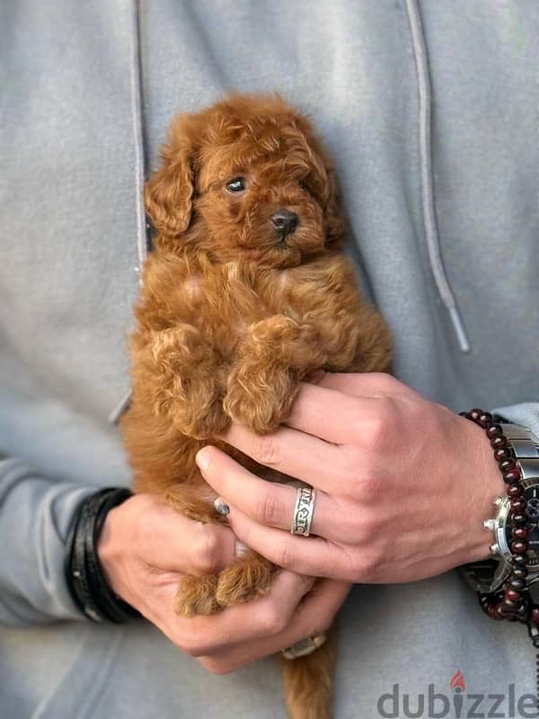 Toy Poodle Dog Male For Sale 2