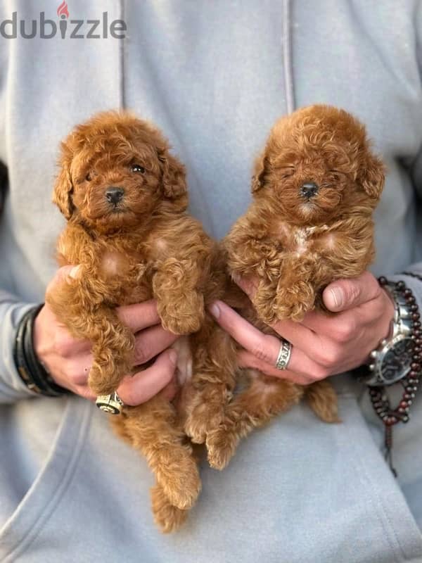 Toy Poodle Dog Male For Sale 3