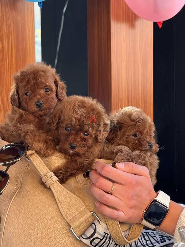 Toy Poodle Dog Male For Sale 4