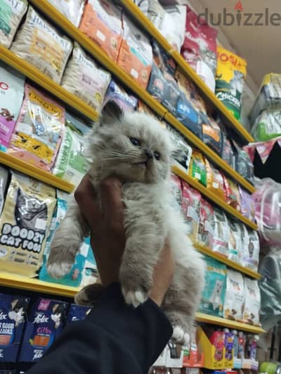 Pet'sMegaStore