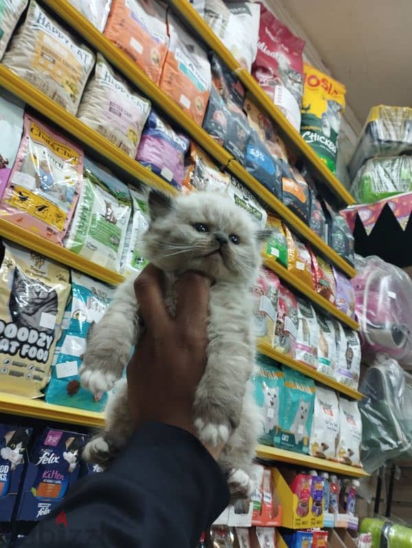 Pet'sMegaStore 1