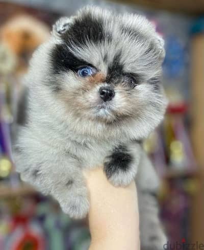 Mini Pomeranian puppies females from Russia