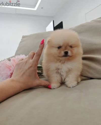 Mini Pomeranian females from Russia