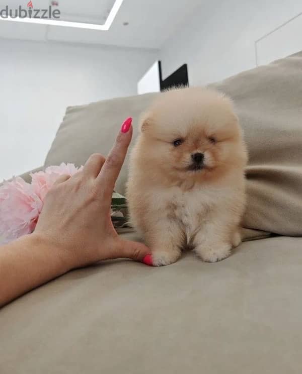 Mini Pomeranian females from Russia 0