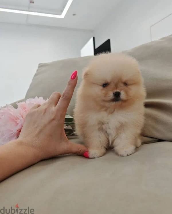 Mini Pomeranian females from Russia 1