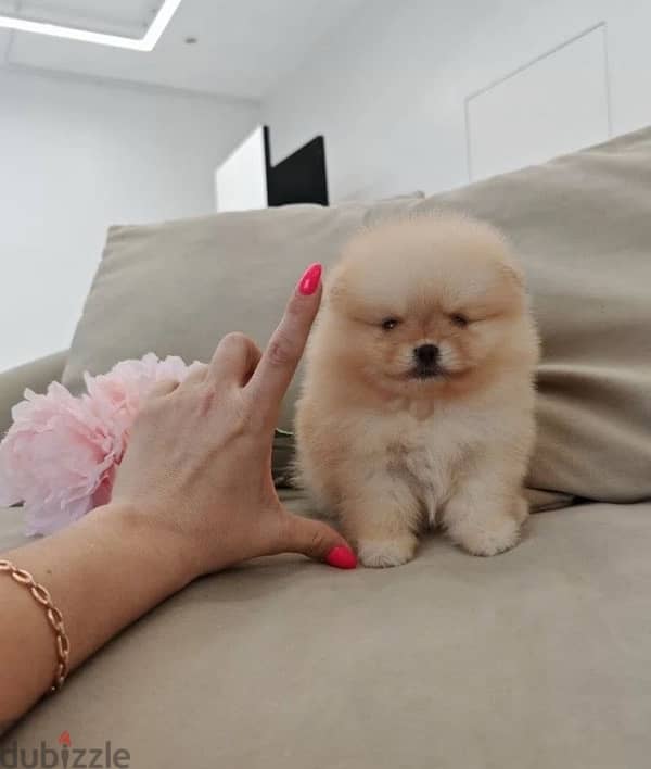 Mini Pomeranian females from Russia 2