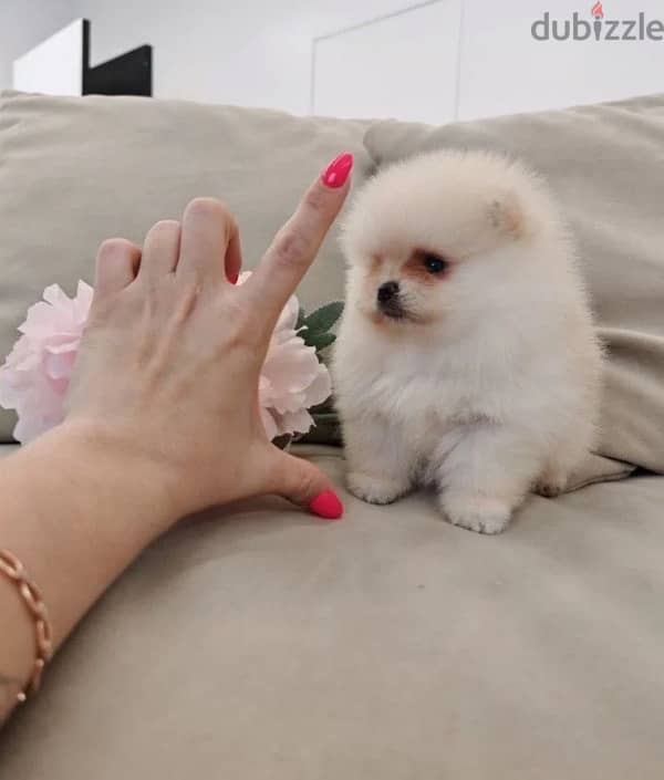 Mini Pomeranian females from Russia 3