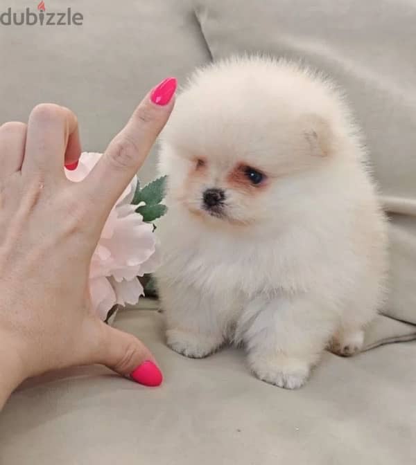 Mini Pomeranian females from Russia 4