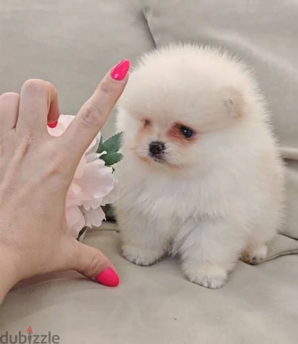 Mini Pomeranian females from Russia 5