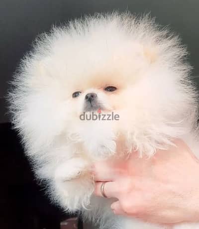 Mini Pomeranian females from Russia