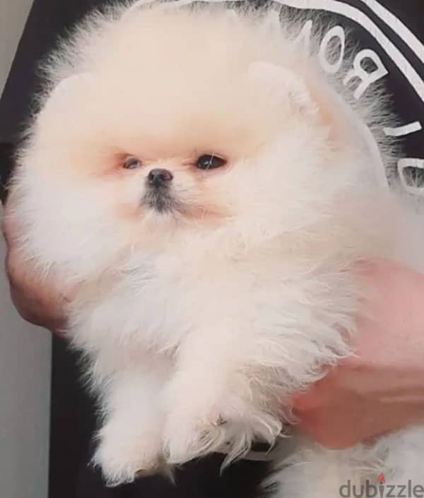 Mini Pomeranian females from Russia 1