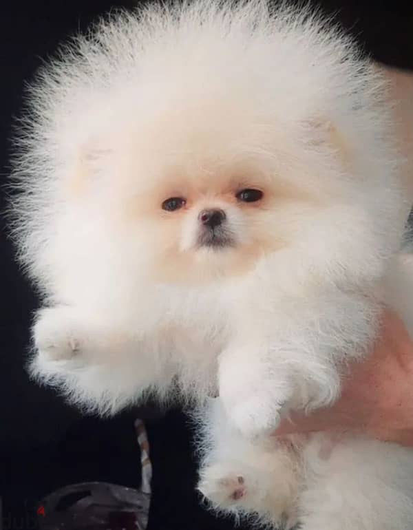 Mini Pomeranian females from Russia 2