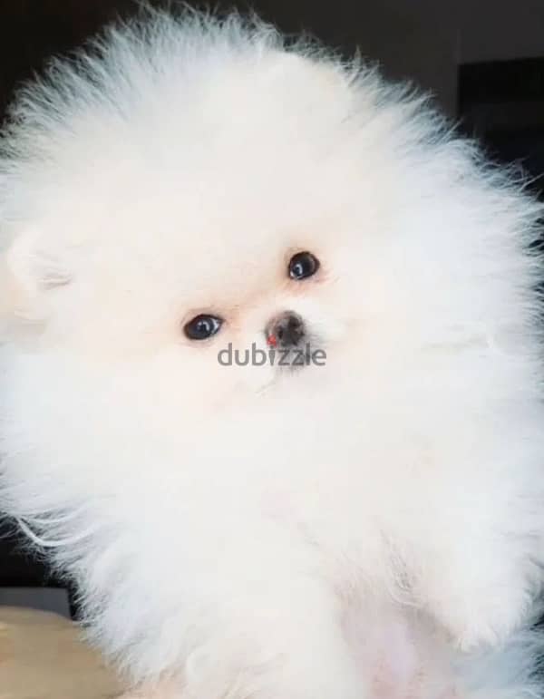 Mini Pomeranian females from Russia 4