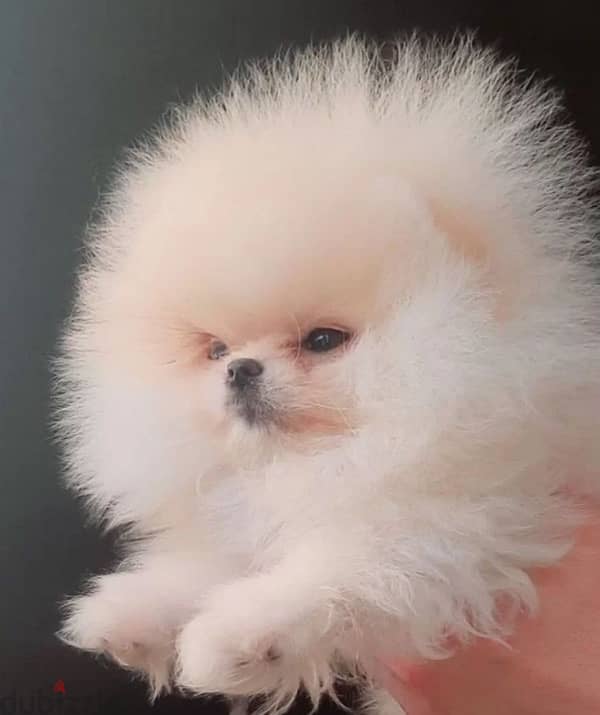 Mini Pomeranian females from Russia 5