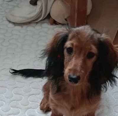 Dachshund puppy female from Russia