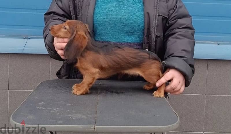 Dachshund puppy female from Russia 1