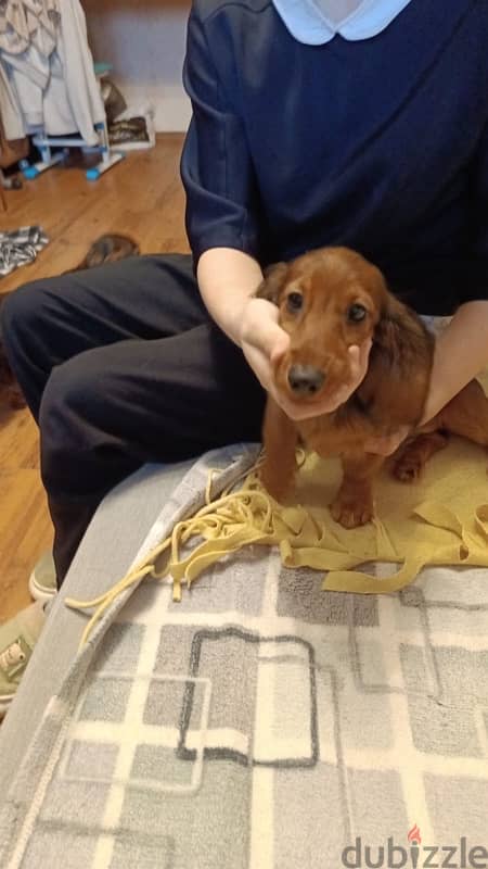 Dachshund puppy female from Russia 2