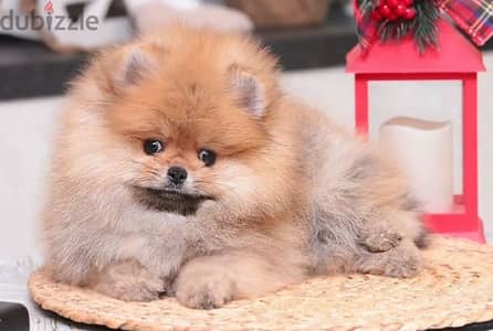 Mini Pomeranian puppy boy from Russia