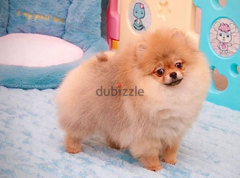 Mini Pomeranian puppy boy from Russia 2