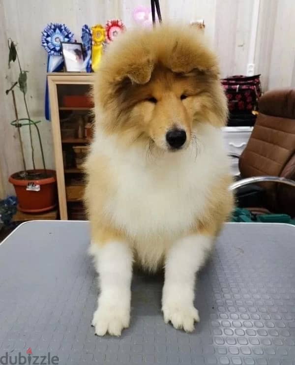 Long haired collie puppy boy from Russia 1