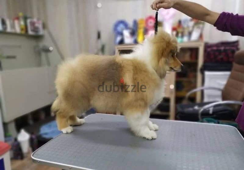 Long haired collie puppy boy from Russia 2