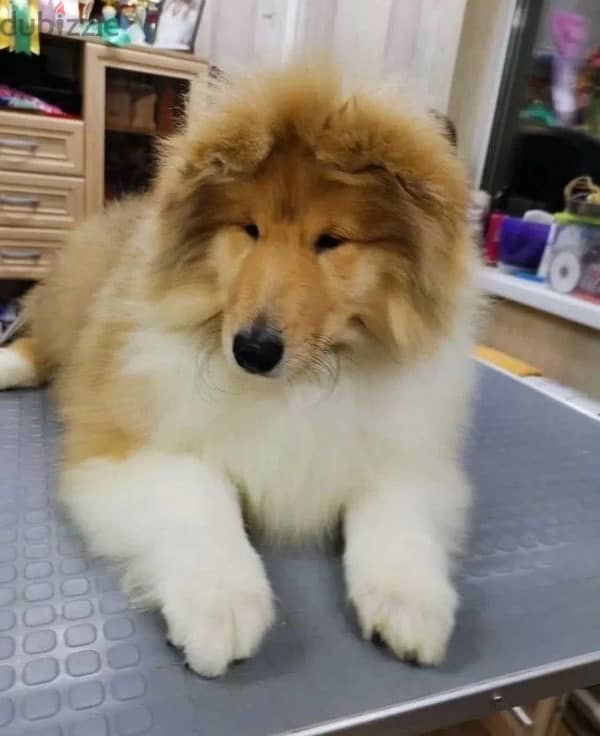 Long haired collie puppy boy from Russia 3