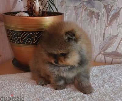 Mini Pomeranian puppy boy from Russia