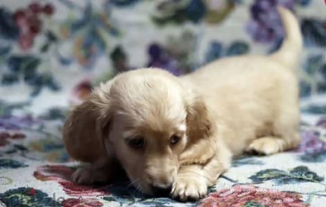 Long haired miniature dachshund puppy female from Russia