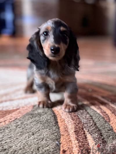 Longhaired Dachshunds puppies from Russia