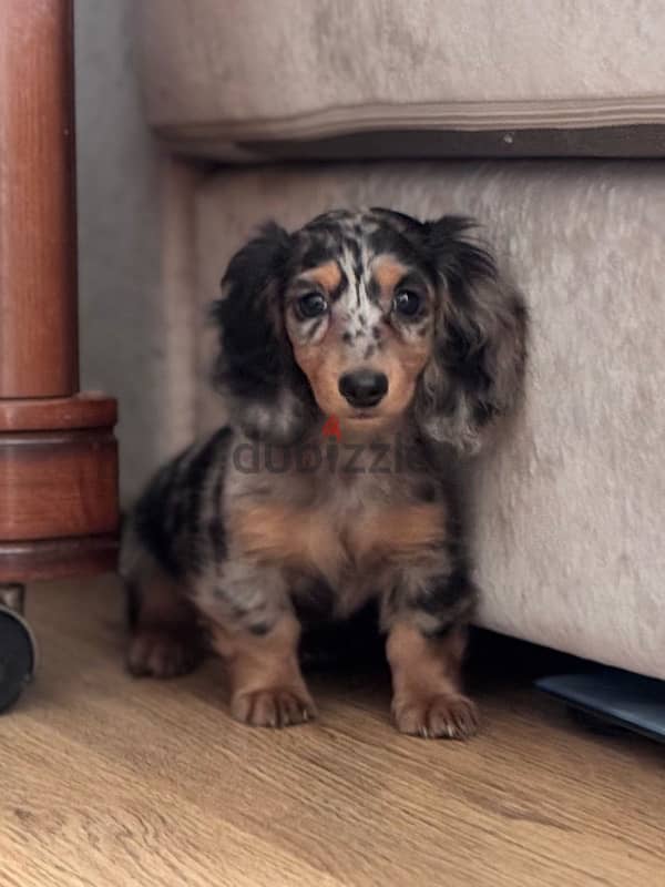 Longhaired Dachshunds puppies from Russia 1