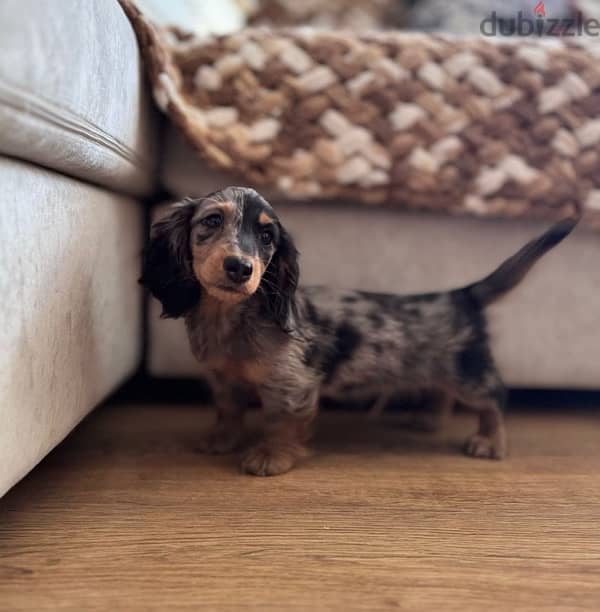 Longhaired Dachshunds puppies from Russia 2