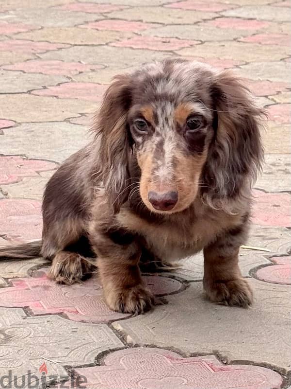 Longhaired Dachshunds puppies from Russia 3