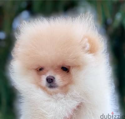 Mini Pomeranian puppy female from Russia