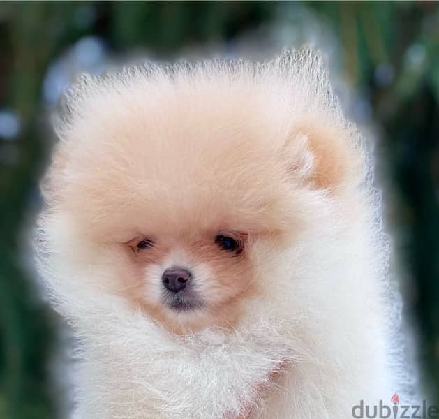 Mini Pomeranian puppy female from Russia 0