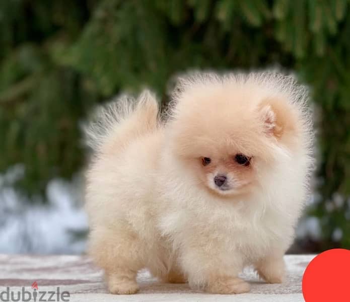 Mini Pomeranian puppy female from Russia 1