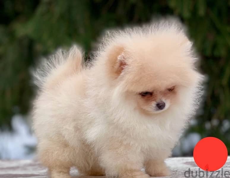 Mini Pomeranian puppy female from Russia 2