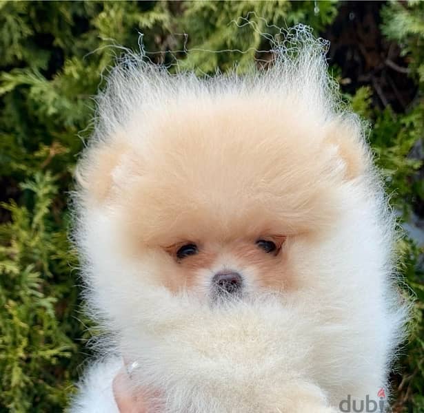 Mini Pomeranian puppy female from Russia 3